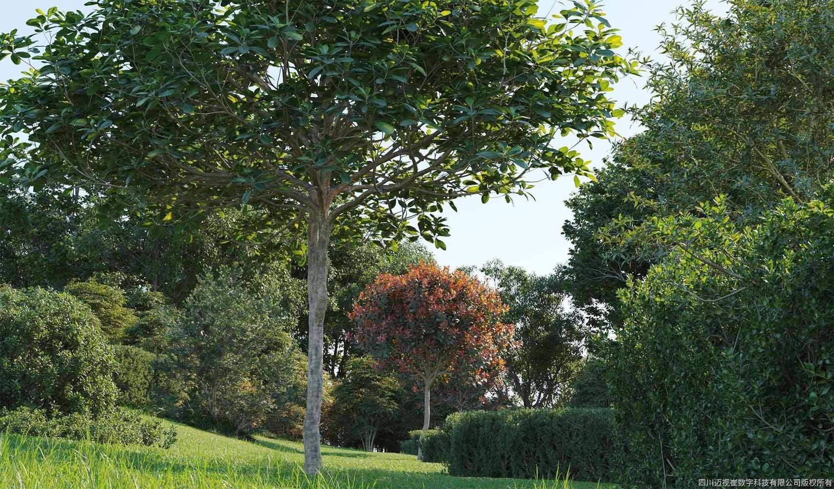 CÂY CẢNH QUAN VOL 58